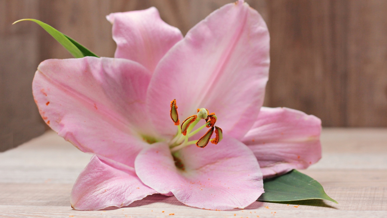 Красивая нежная розовая лилия на столе 