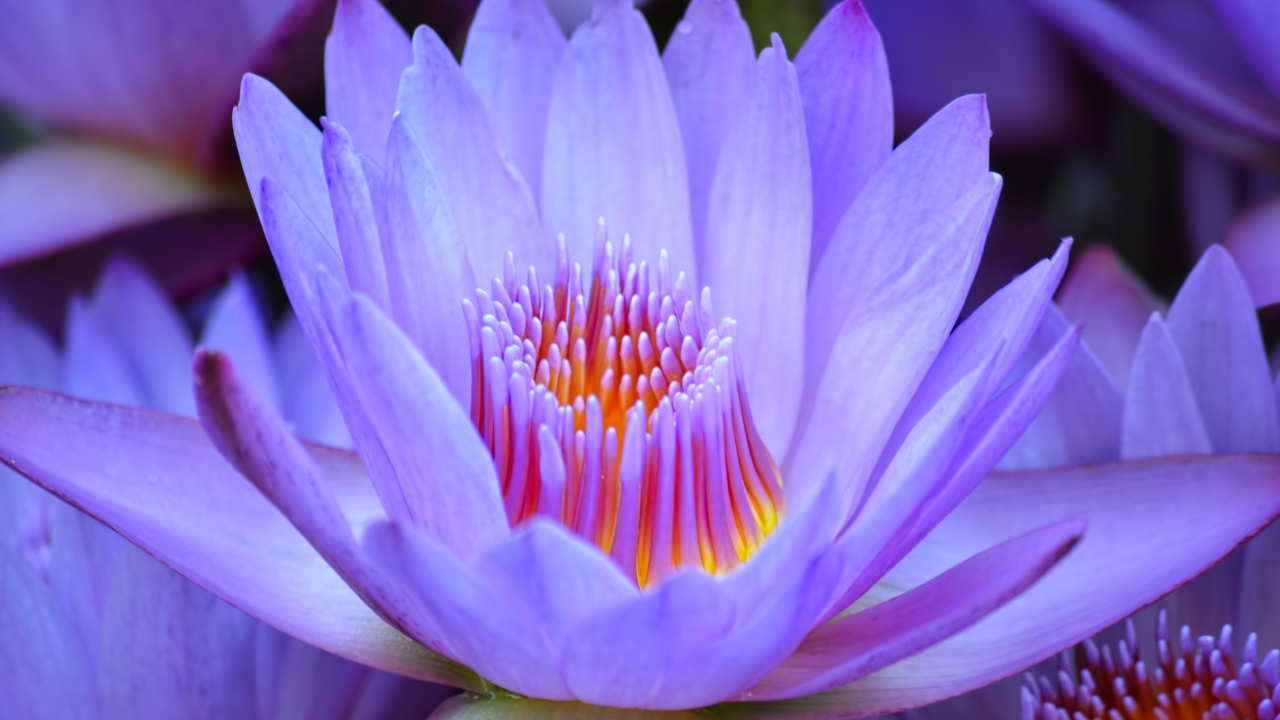 Красивый нежный фиолетовый цветок лотоса крупным планом 