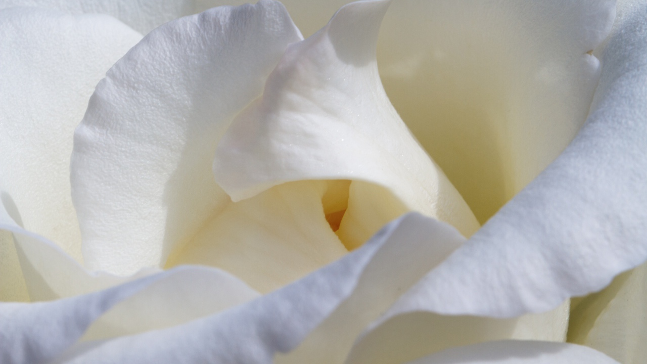 Красивые нежные белые лепестки розы крупным планом