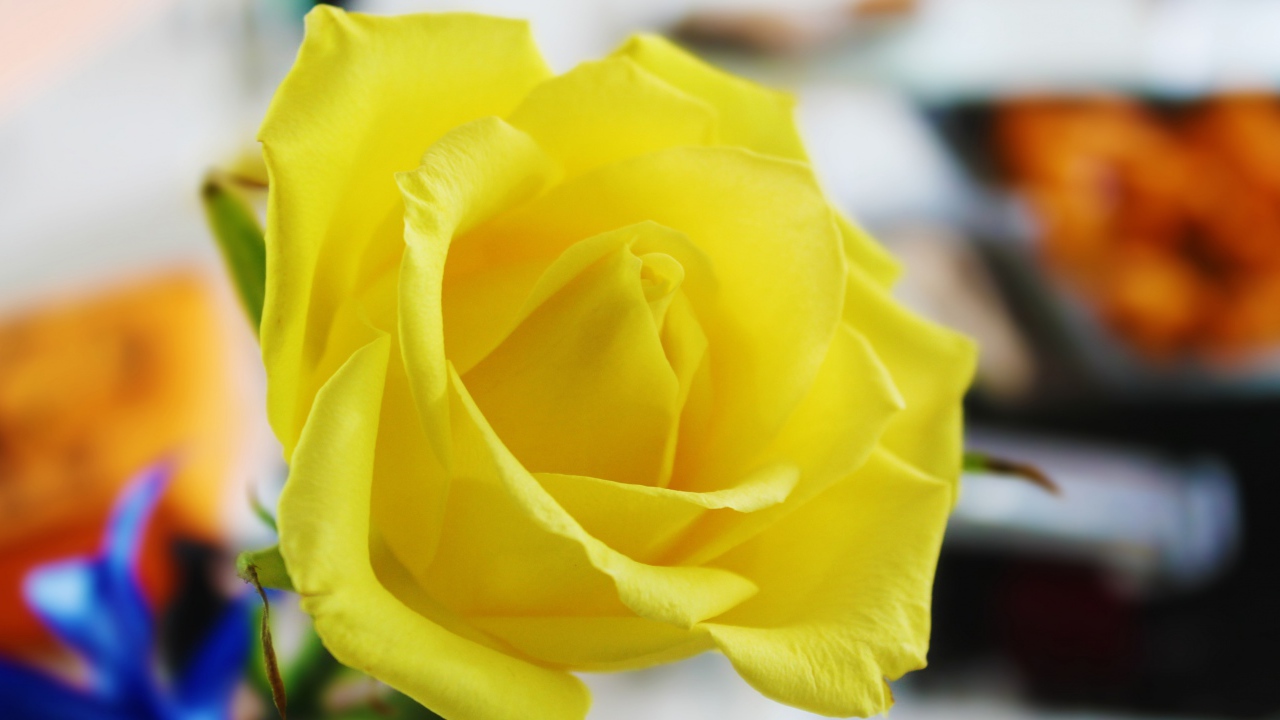 Красивая свежая желтая роза крупным планом