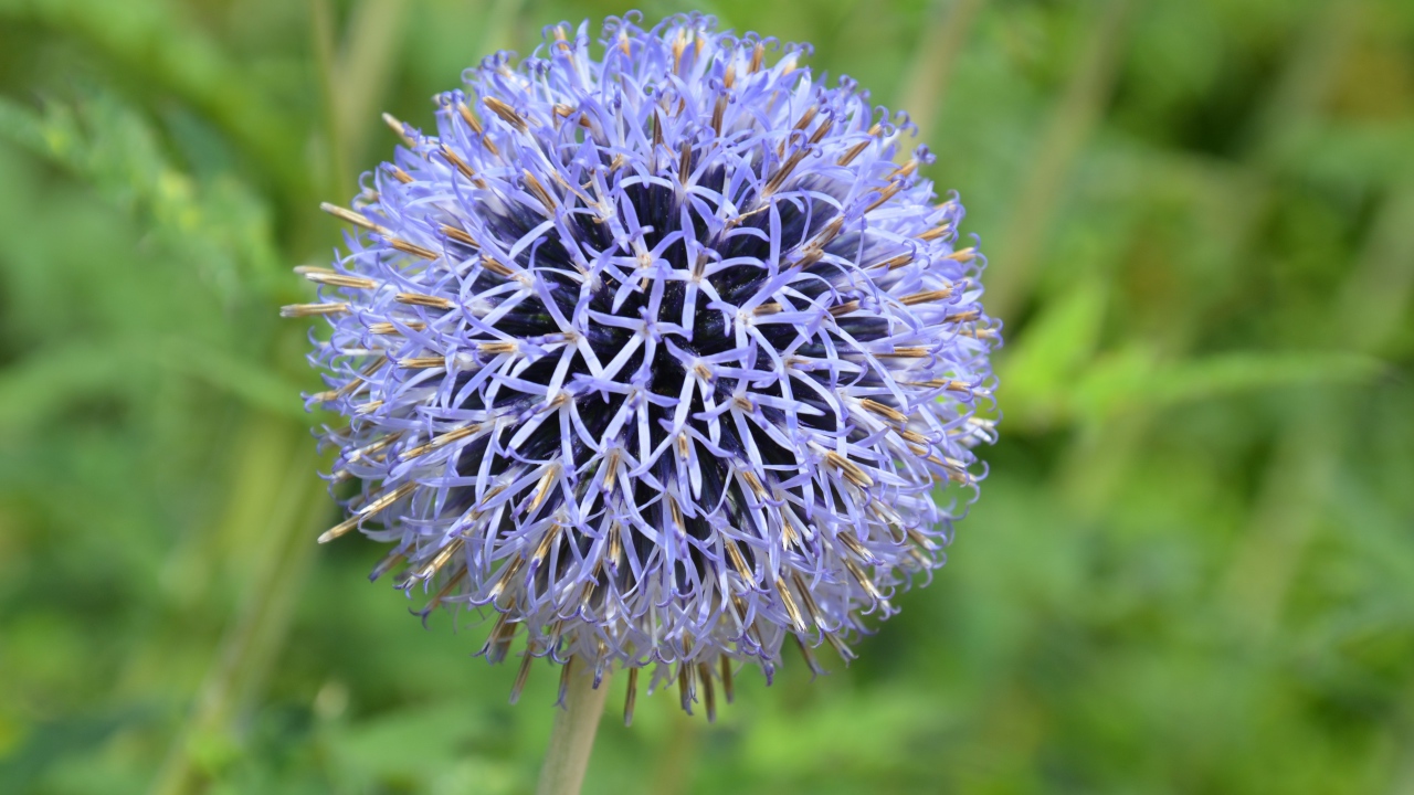 Красивый сиреневый цветок в форме шара