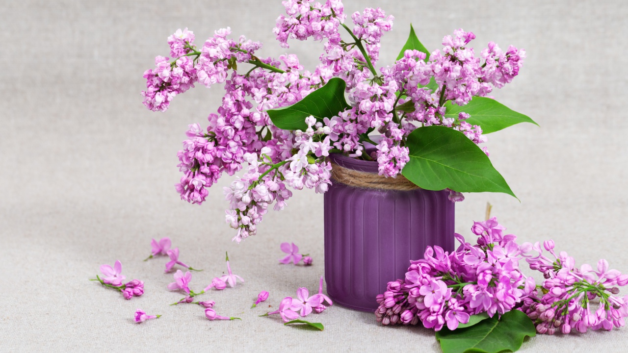 Красивая сирень в вазе на сером фоне