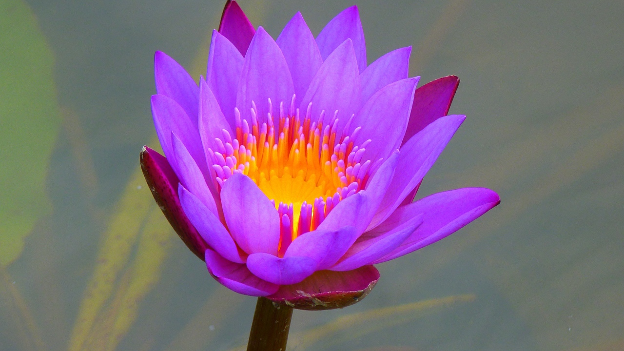 Красивый сиреневый цветок лотоса в воде