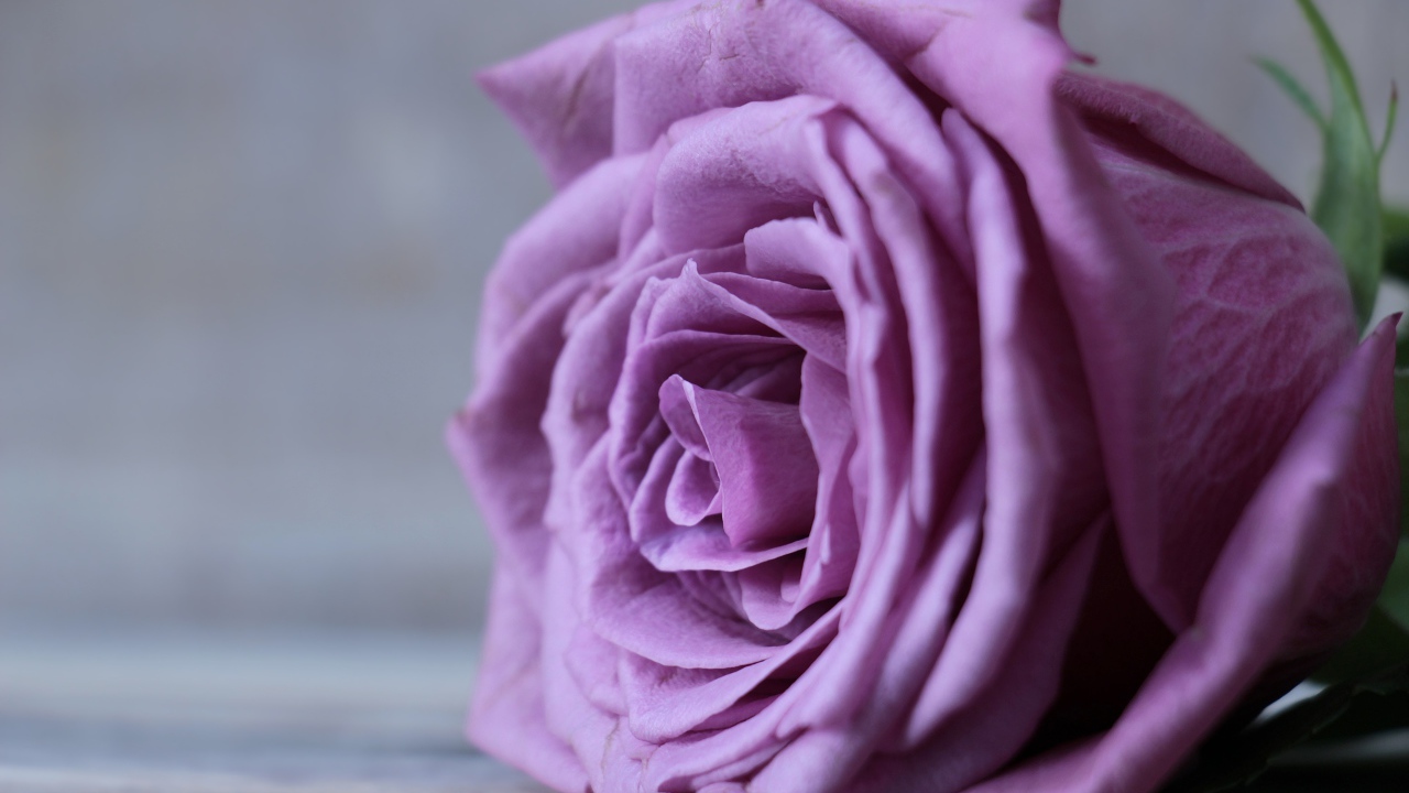 Beautiful lilac rose flower on gray background