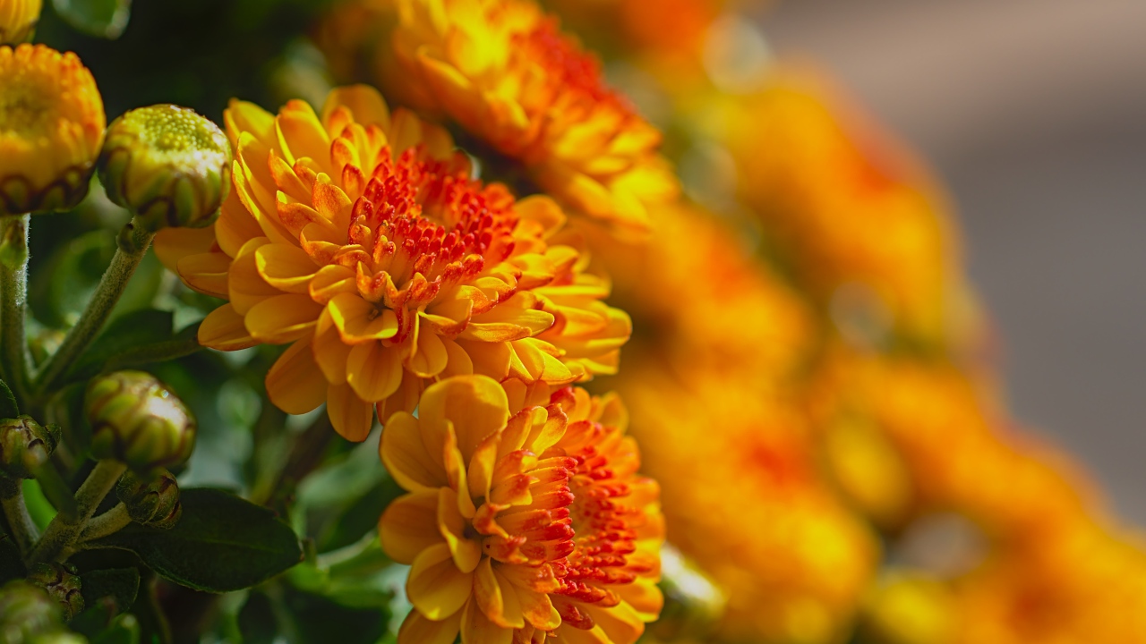 Красивые оранжевые цветы хризантемы с бутонами крупным планом 