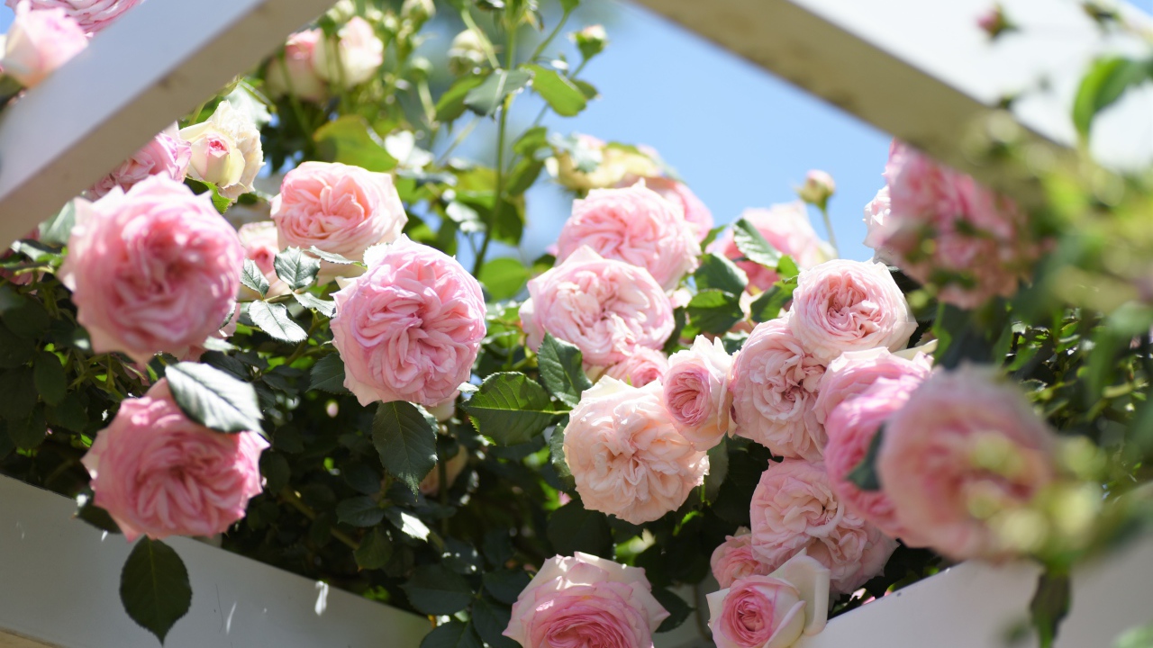 Красивые розовые парковые розы летом