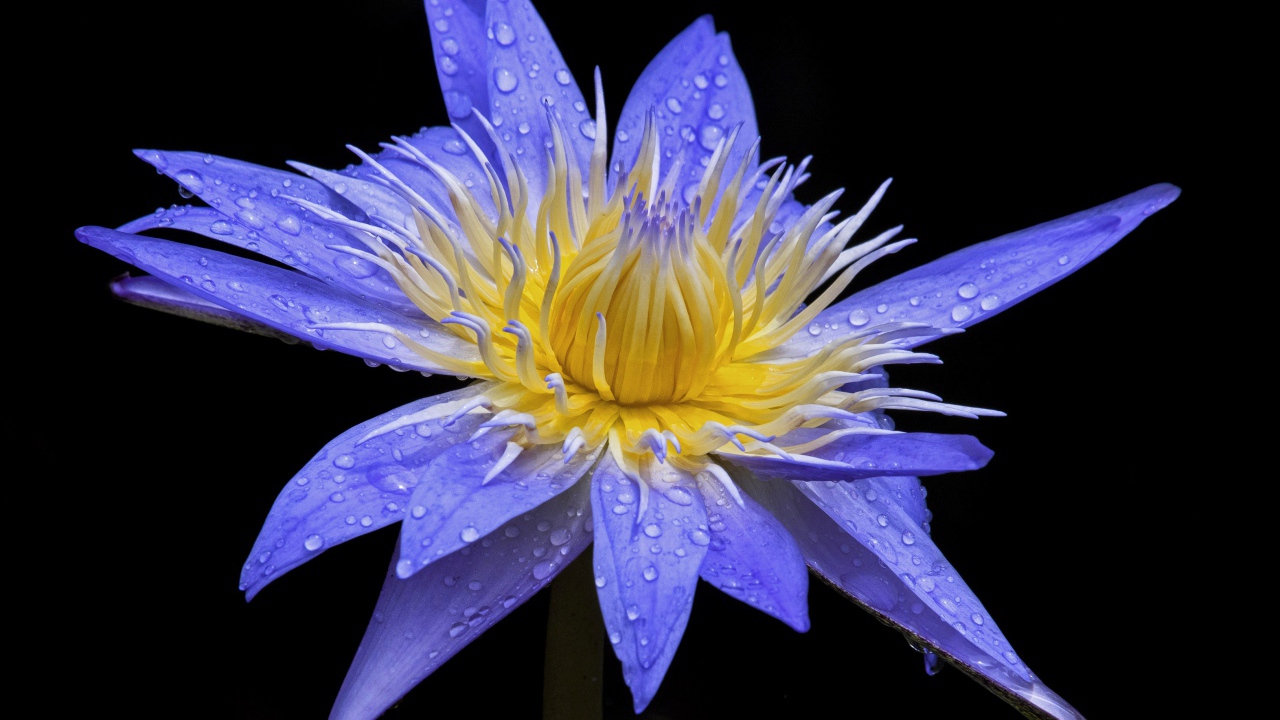 Красивый фиолетовый цветок лотоса в каплях росы на черном фоне