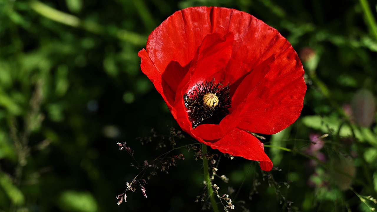 Красивый цветок красного мака крупным планом