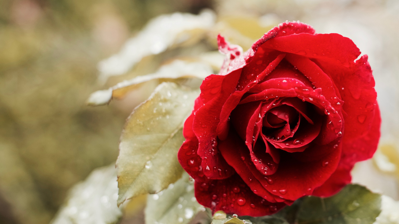 Красивая красная роза в каплях росы в саду крупным планом