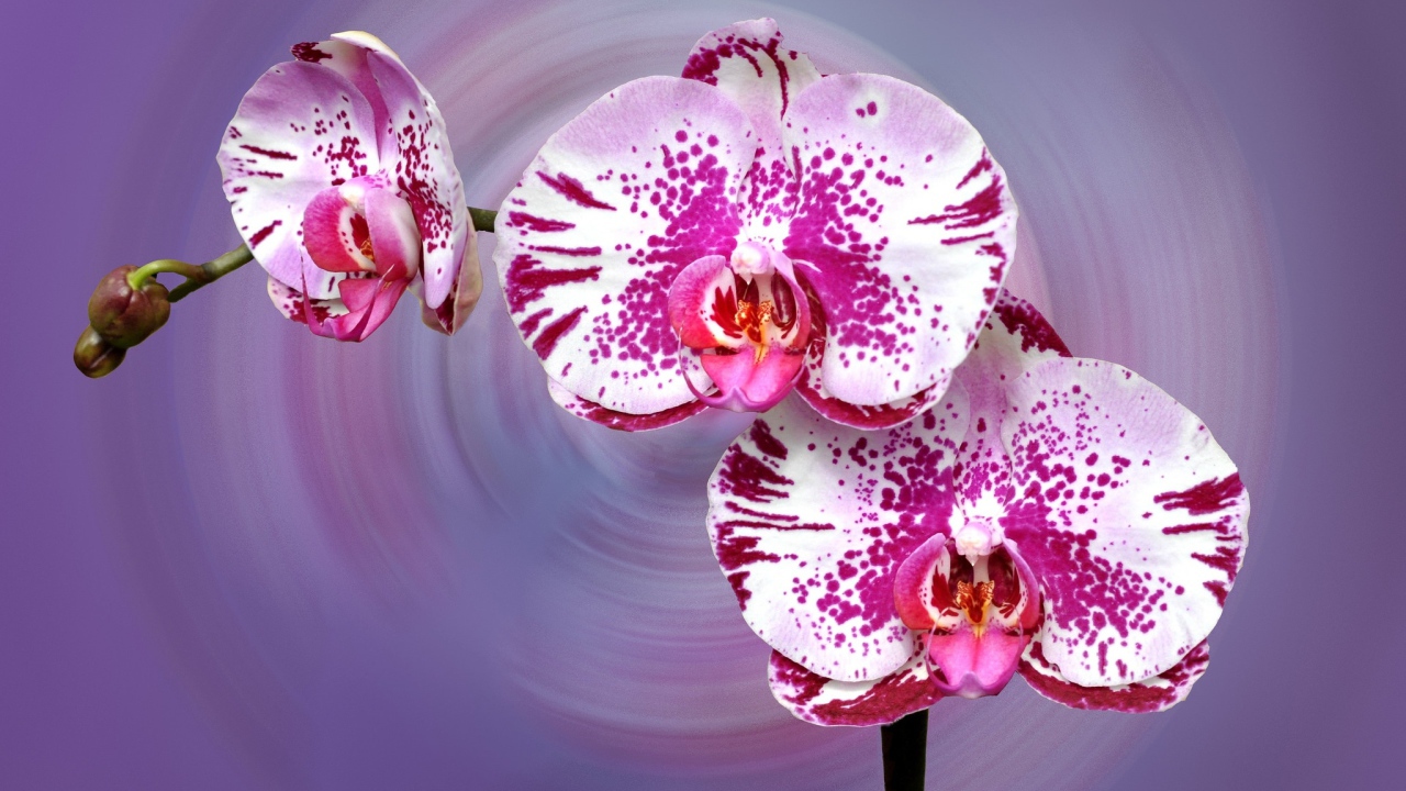 Красивая пятнистая розовая орхидея на сиреневом фоне