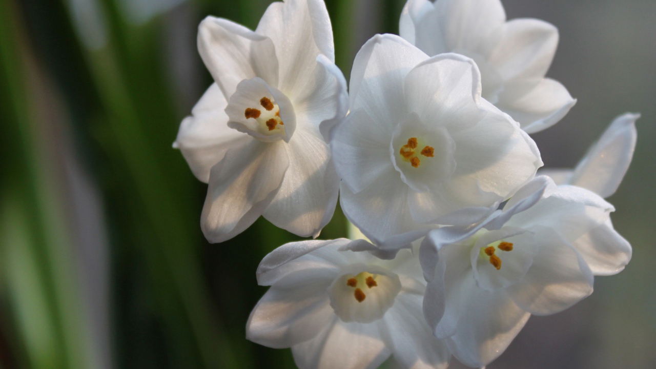 Красивые белые цветы амариллиса на ветке
