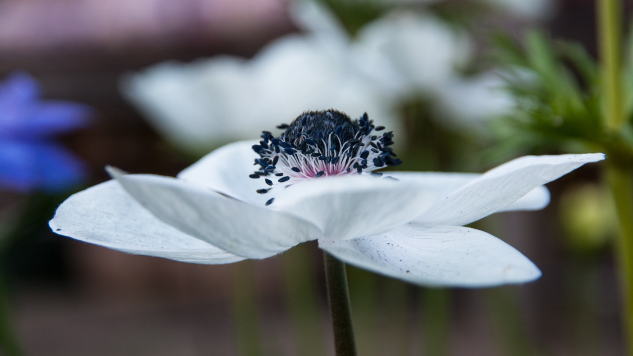 Красивый белый цветок анемоны крупным планом