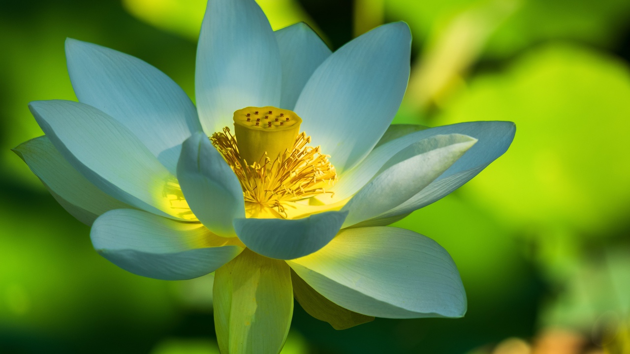 Красивый белый цветок лотоса крупным планом