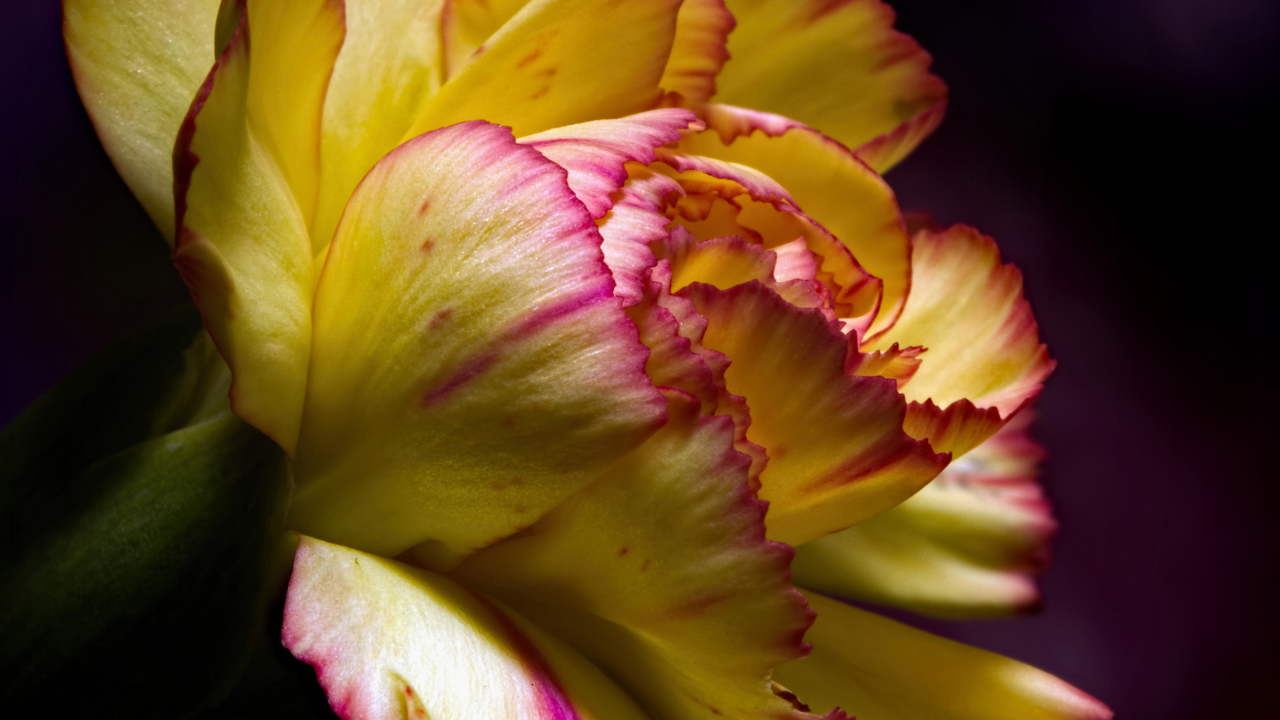 Красивая желтая гвоздика крупным планом