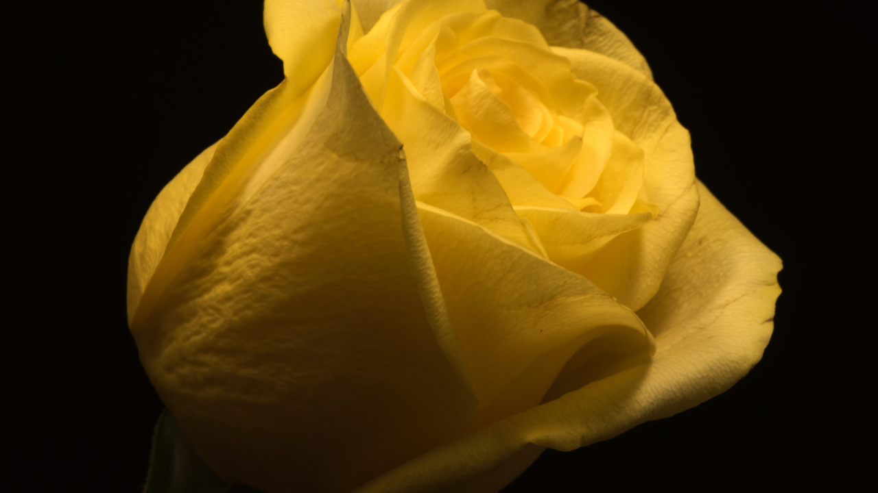 Красивая желтая роза на черном фоне крупным планом