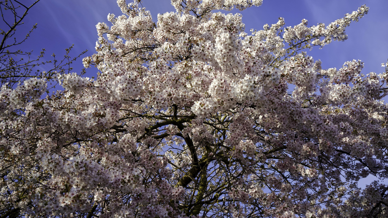 Большое дерево в розовыми цветами на фоне голубого неба 