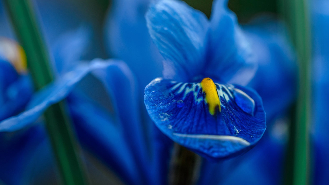Синий цветок ириса крупным планом