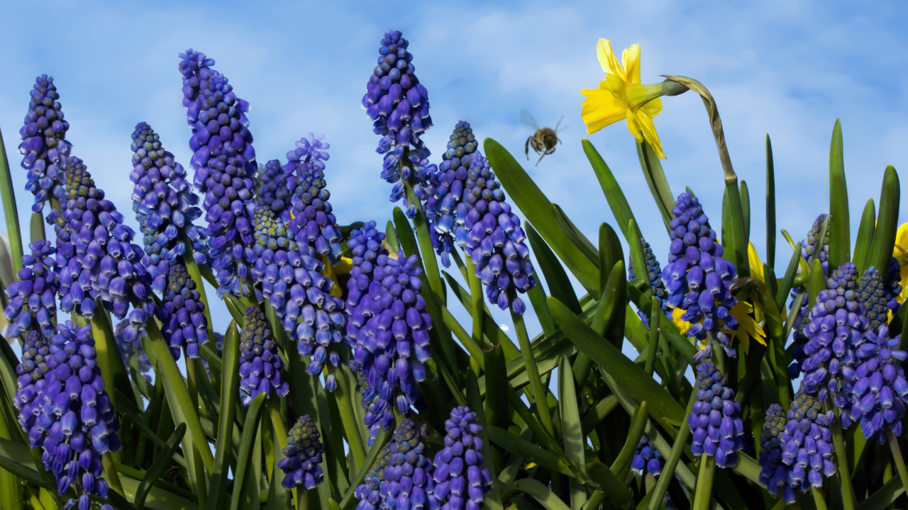 Синие цветы мускари на фоне голубого неба