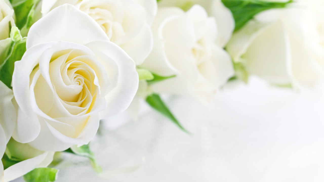 Букет красивых нежных белых роз на белом фоне