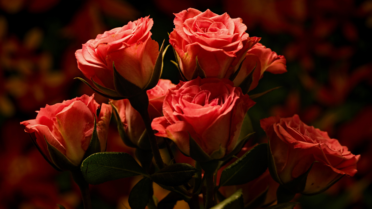 Букет красивых розовых роз  крупным планом