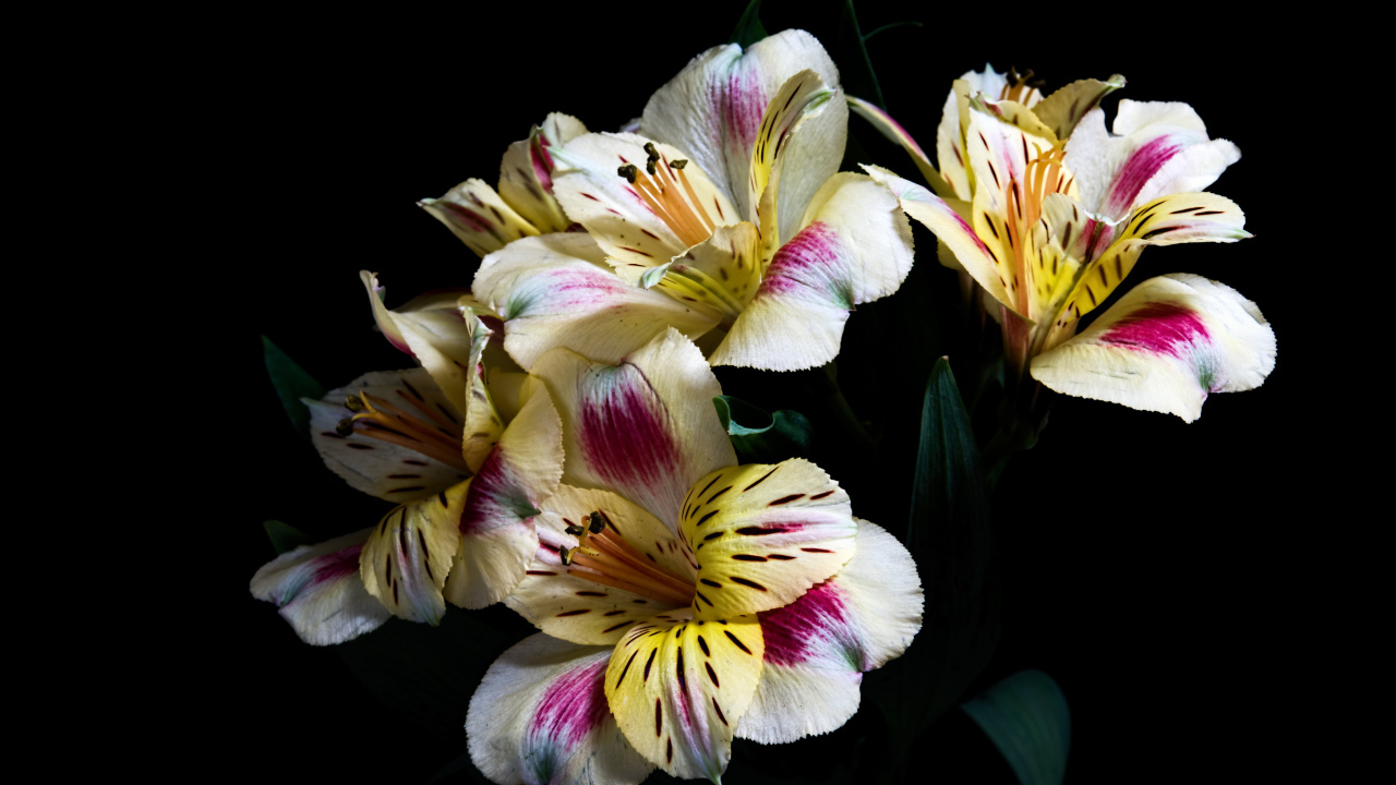 Букет цветов Альстрёмерия на черном фоне