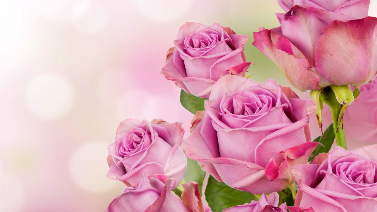 Букет розовых роз на размытом фоне