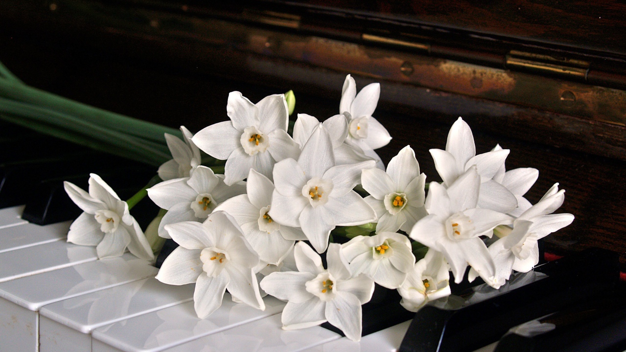 Букет белых нарциссов на кнопках пианино 