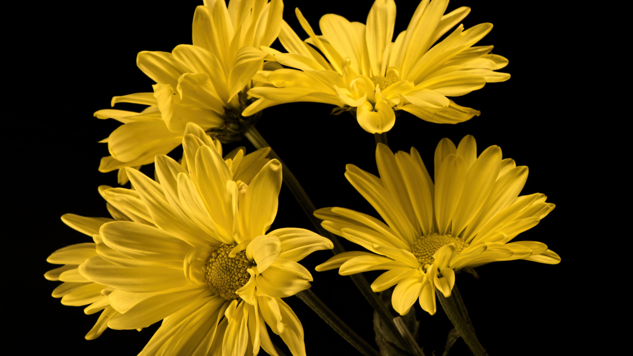Букет желтых ромашковидных хризантем на черном фоне