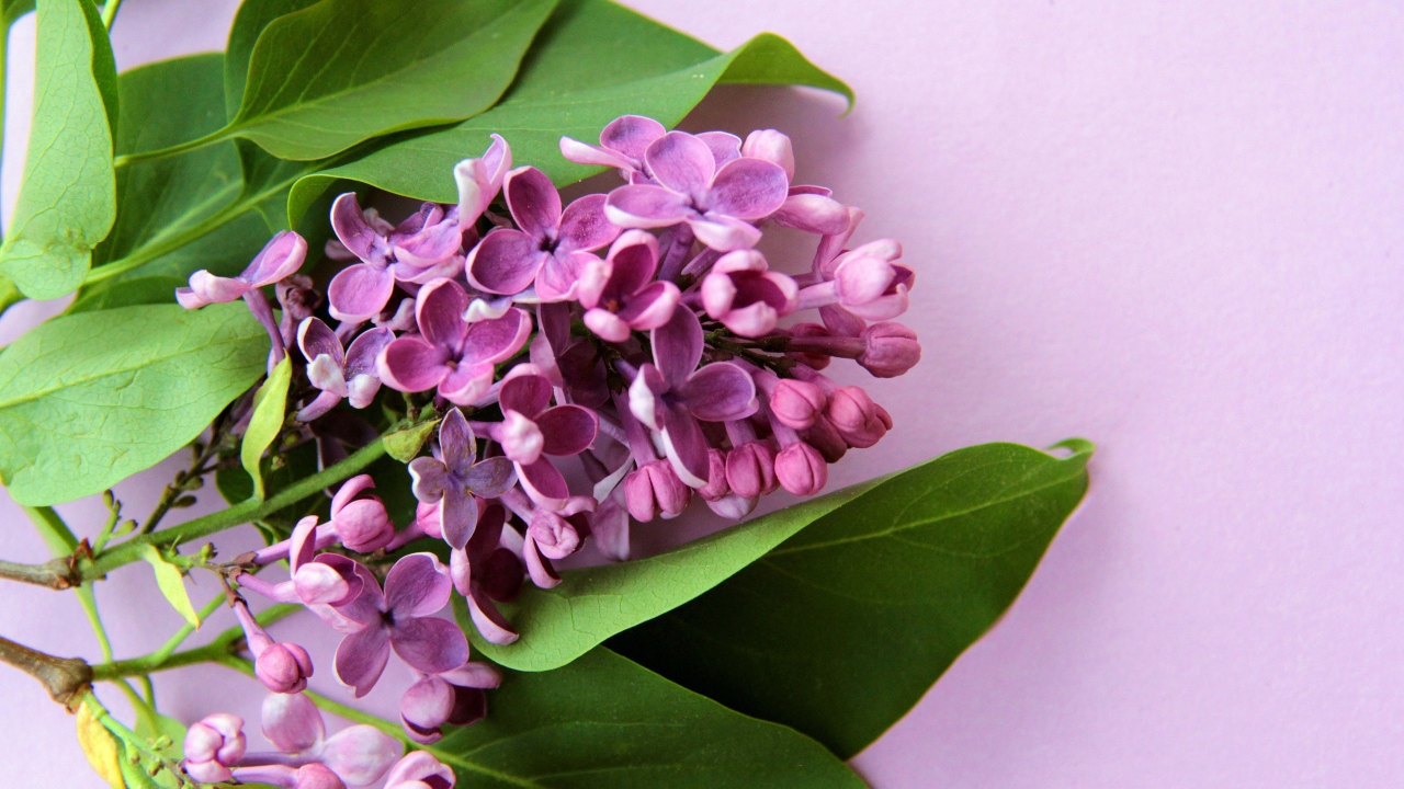 Ветка цветов сирени с зелеными листьями на розовом фоне