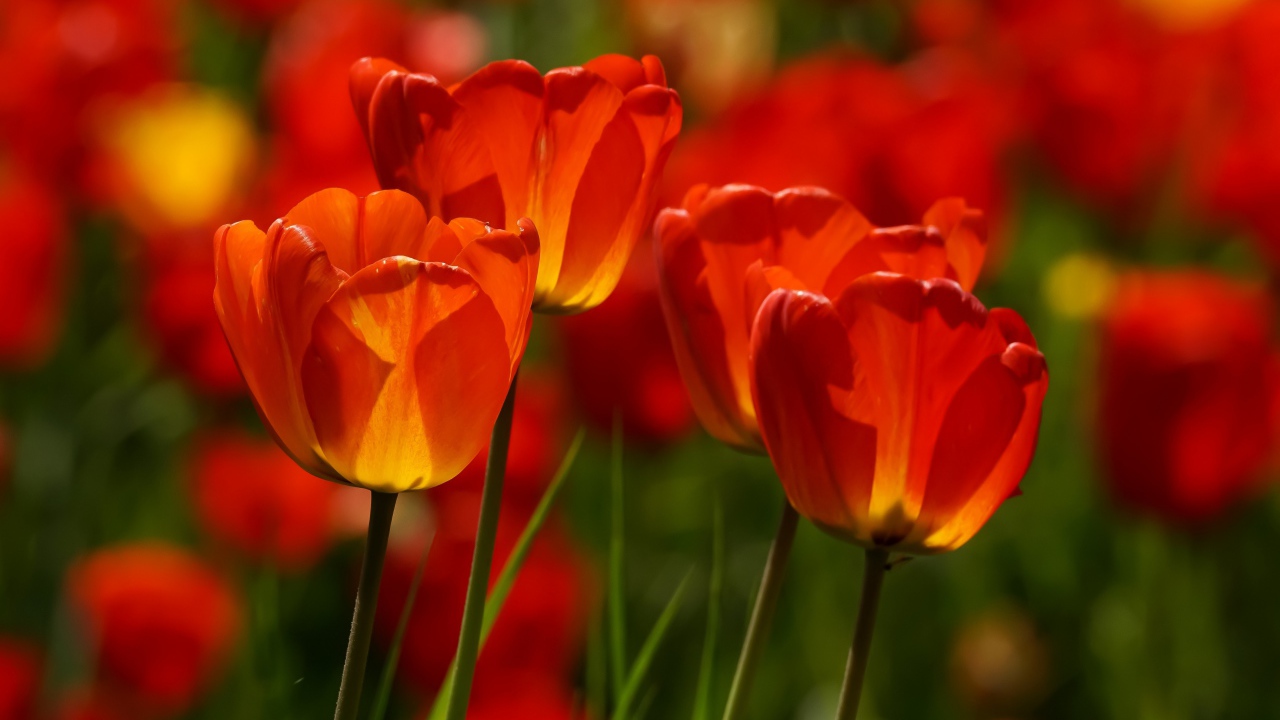 Яркие алые тюльпаны в лучах солнца весной 