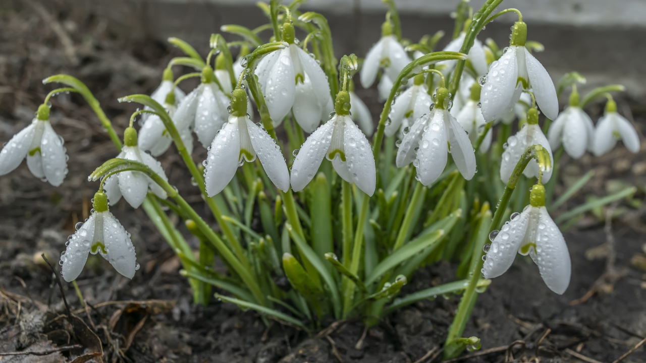 Куст белых подснежников в каплях дождя 