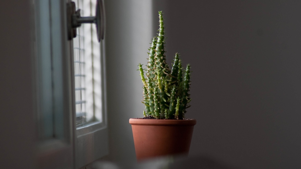 Кактус в горшке у окна 