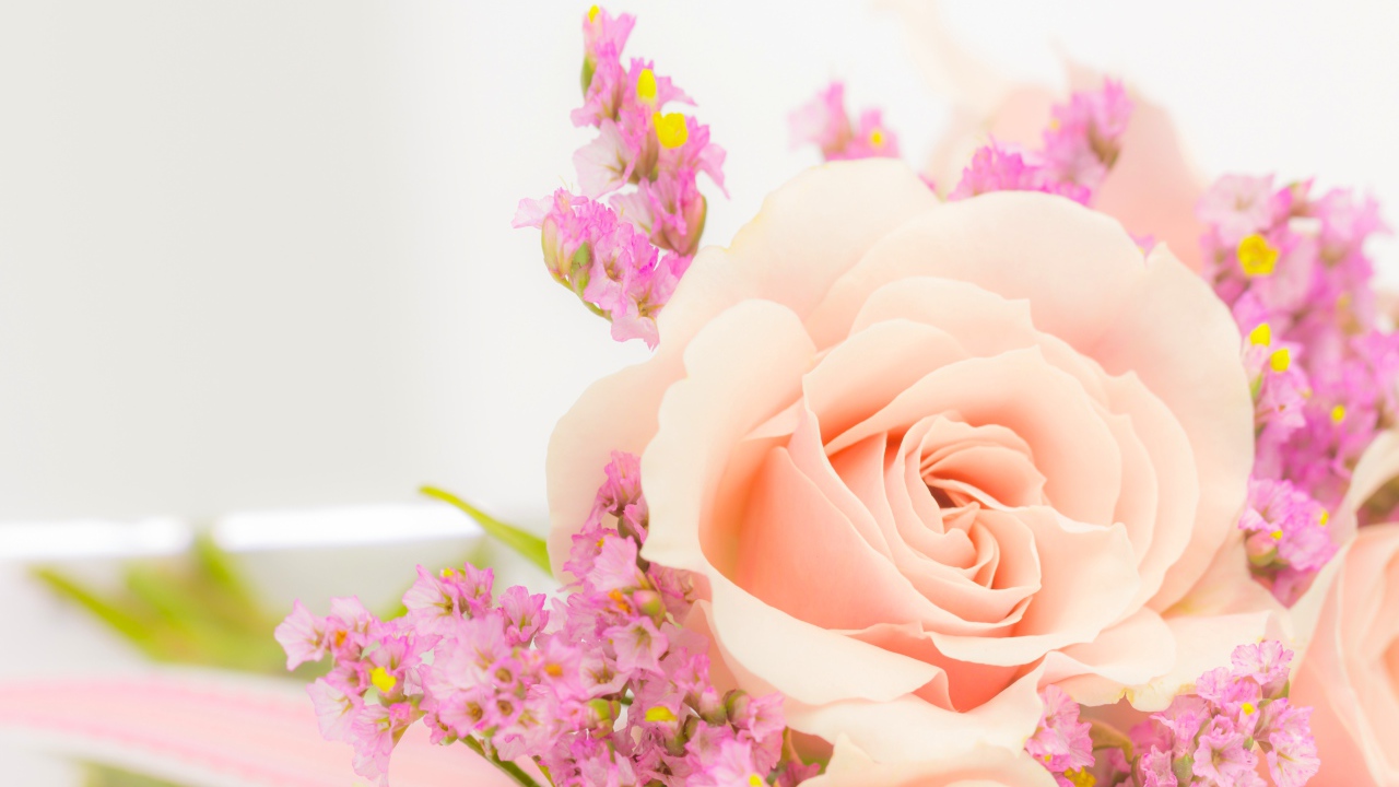 Кремовая роза с розовыми цветами на белом фоне