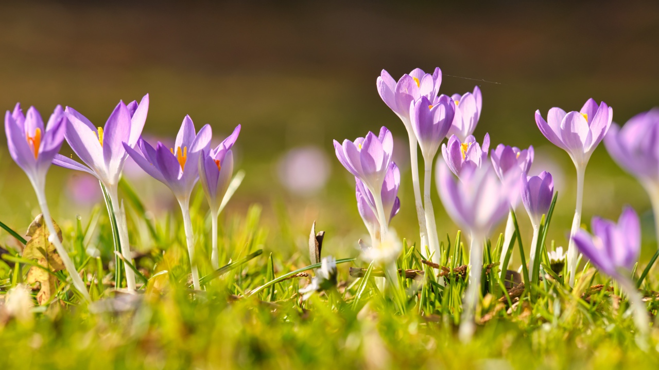 Нежные хрупкие цветы крокусов в лучах весеннего солнца