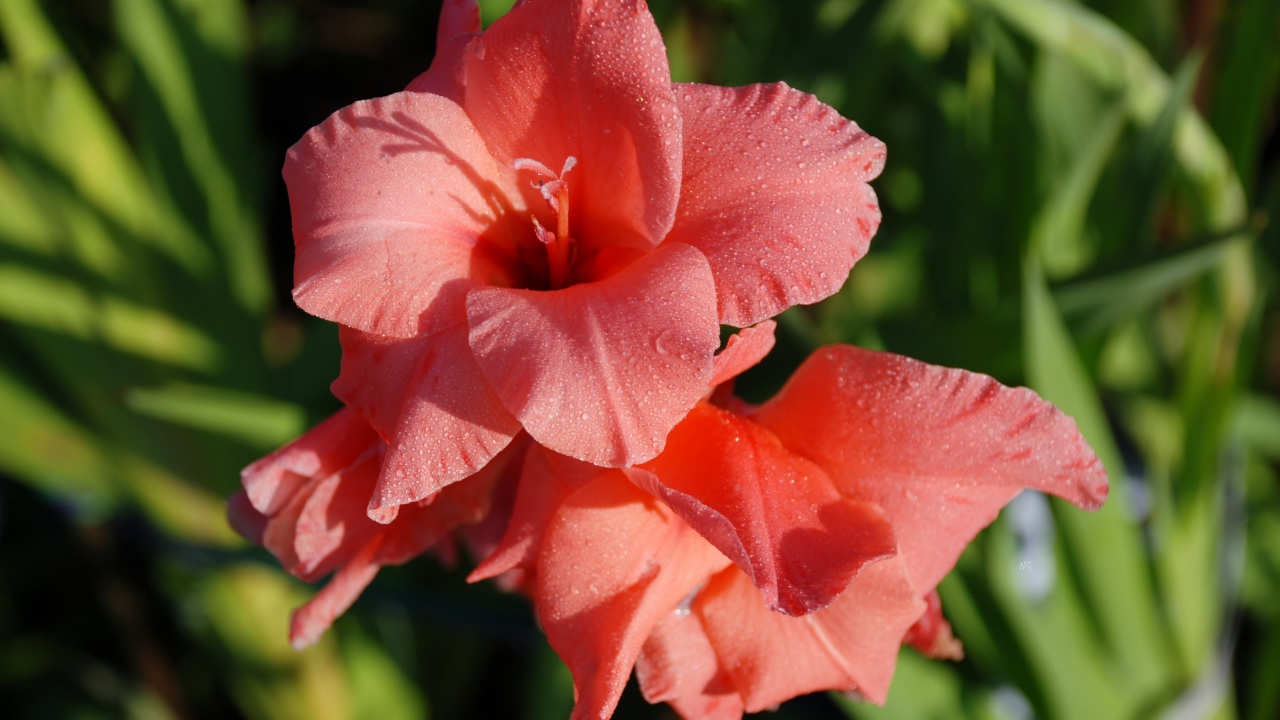 Нежные цветы гладиолуса в каплях росы