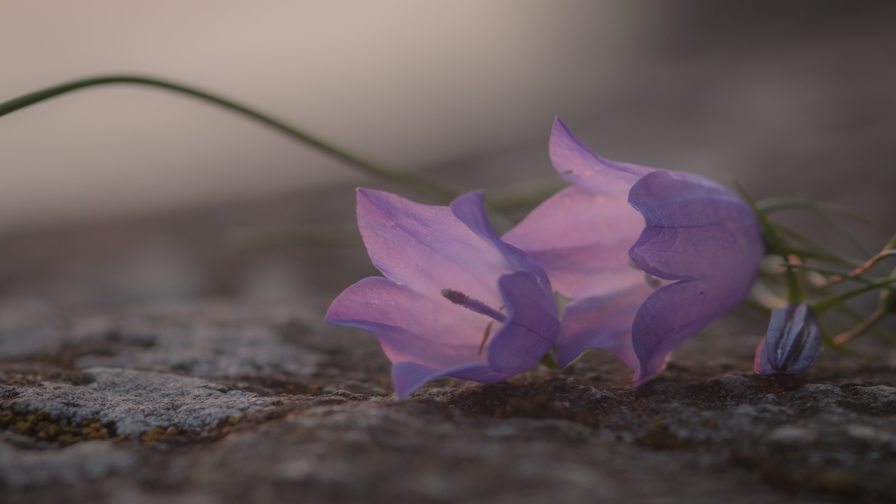 Нежные сиреневые колокольчики лежат на земле 