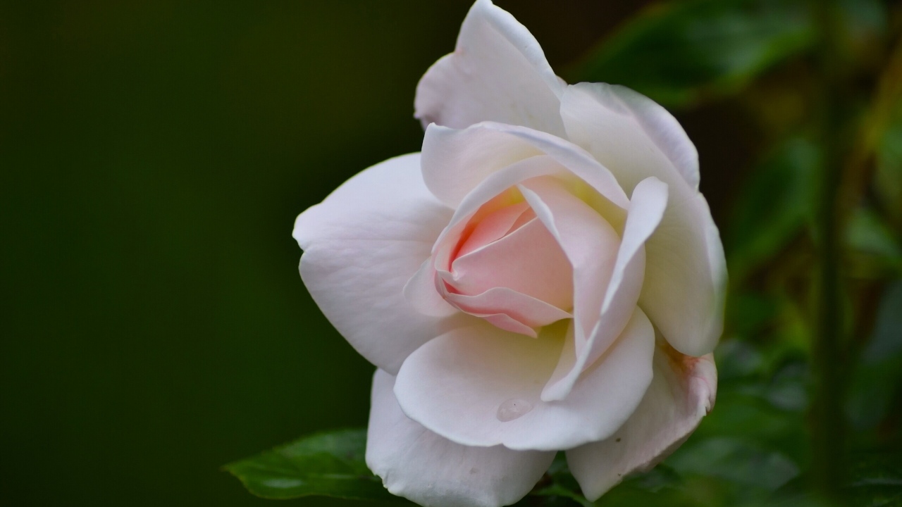 Нежные лепестки розовой розы крупным планом 