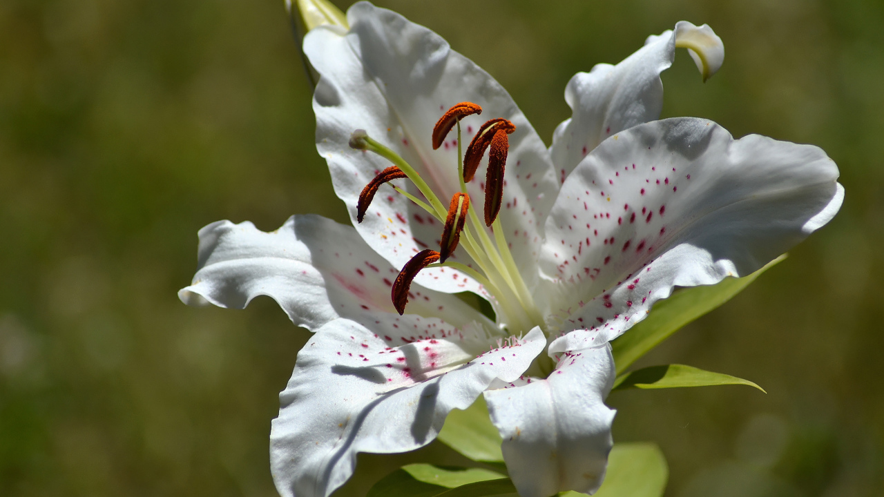 Нежный белый цветок лилии крупным планом