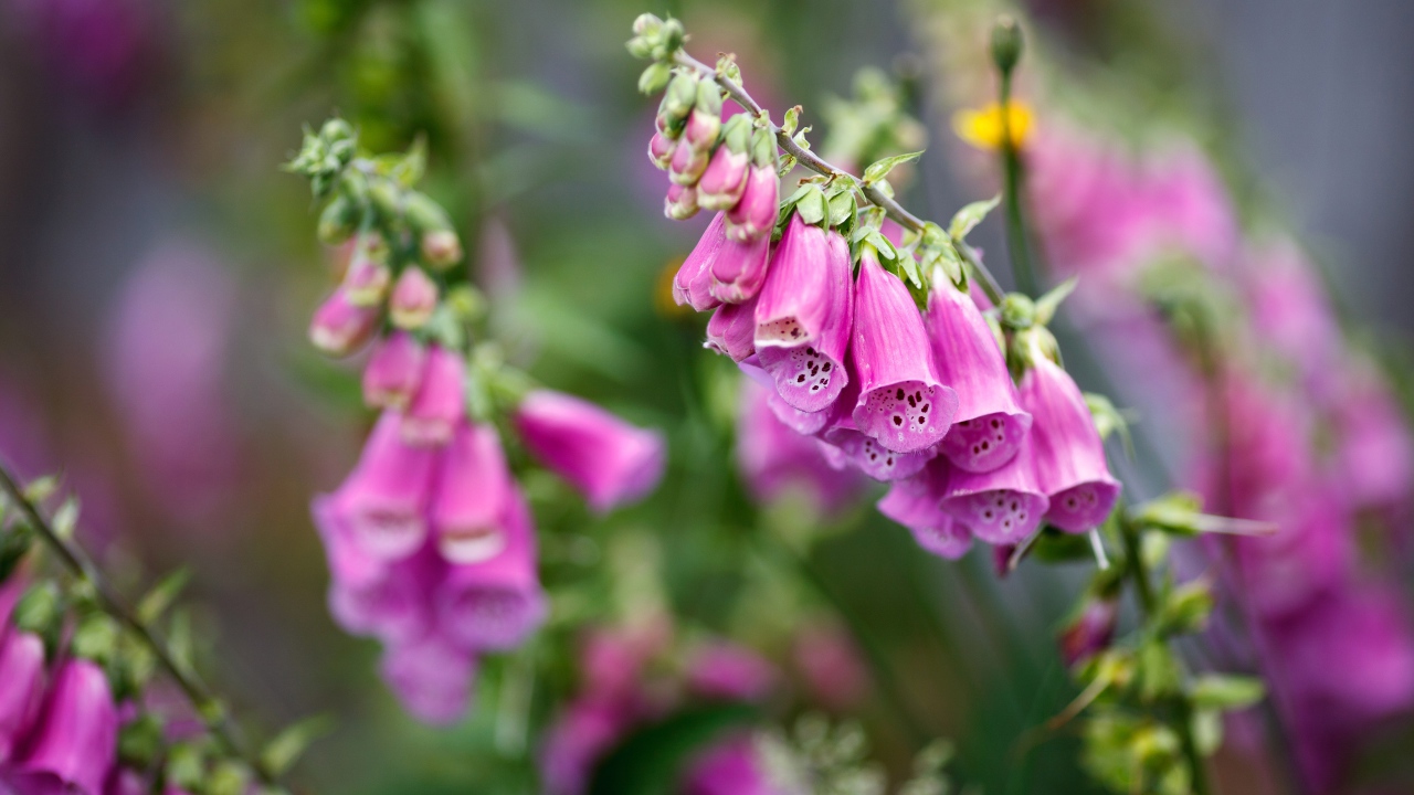 Розовые цветы наперстянка крупным планом  на клумбе