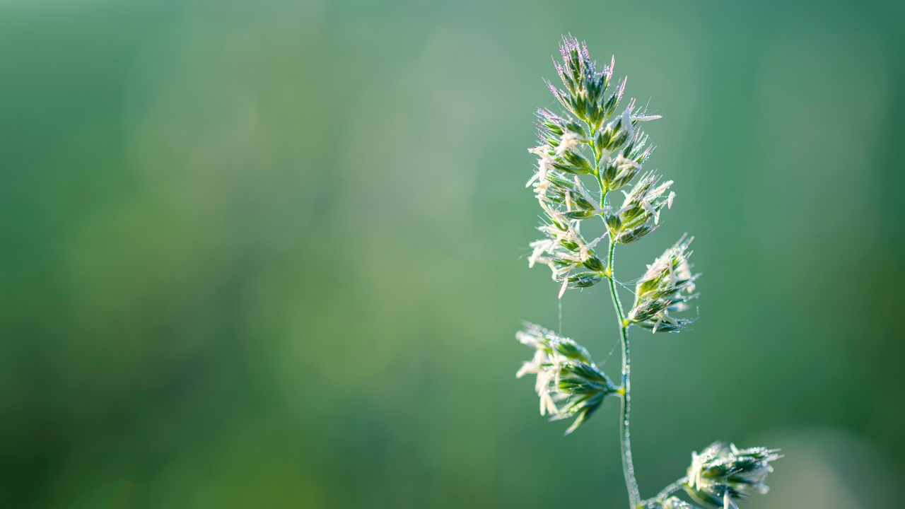 Полевое растение на зеленом фоне