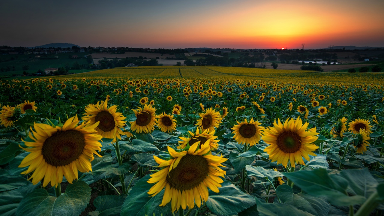 Поле с цветущими подсолнухами на закате солнца 