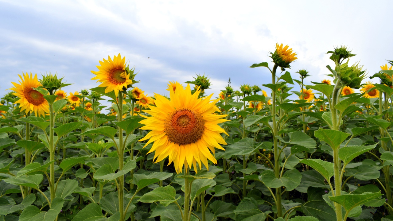 Поле с высокими цветущими подсолнухами