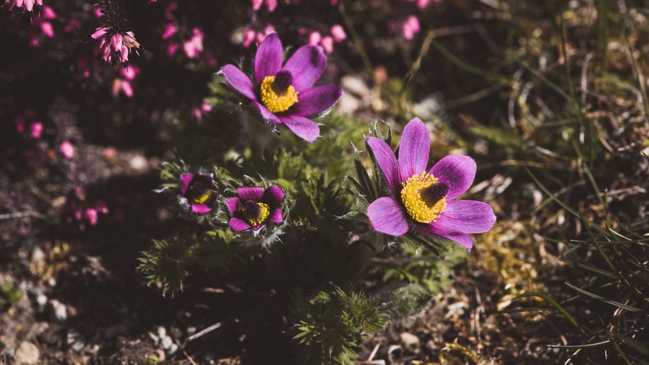 Цветы прострел луговой на поле  
