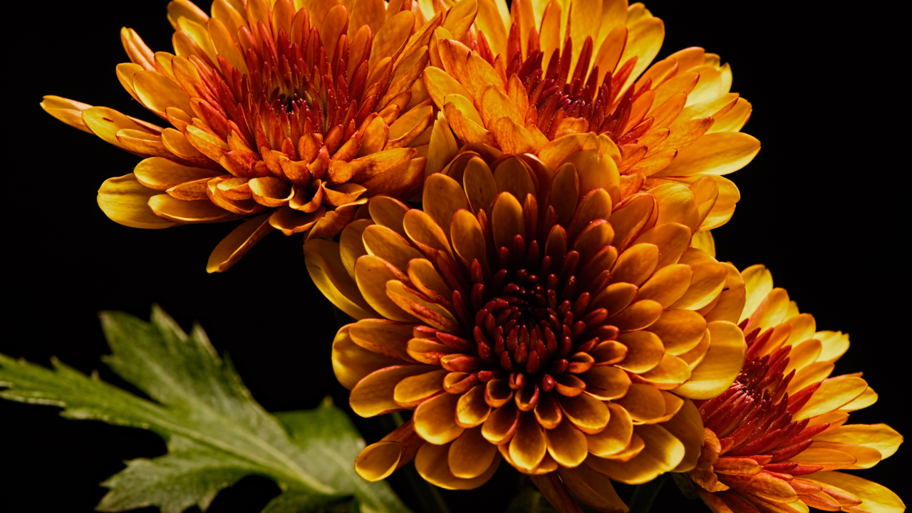 Четыре оранжевых цветка хризантемы на черном фоне 