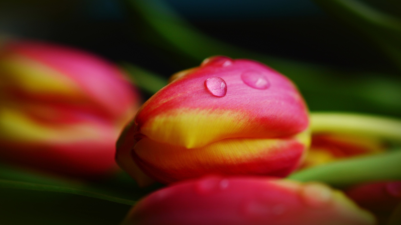 Хрупкие розовые тюльпаны в каплях росы