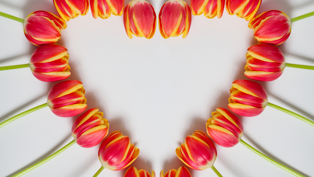 Сердце из красных тюльпанов на сером фоне