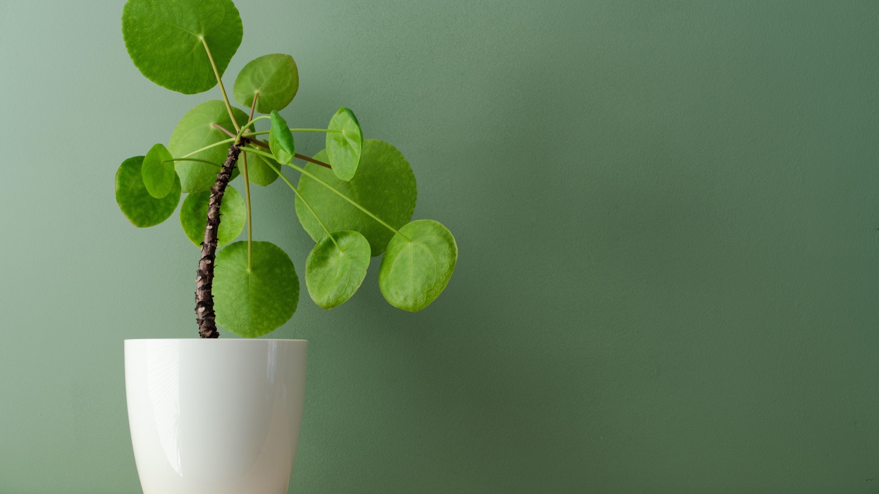 Комнатный цветок в белом горшке у стены