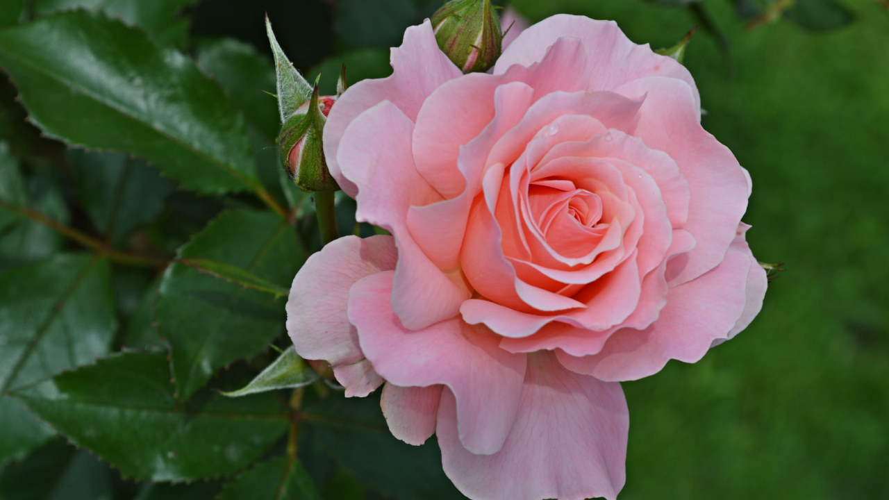 Большая розовая роза с бутонами на клумбе