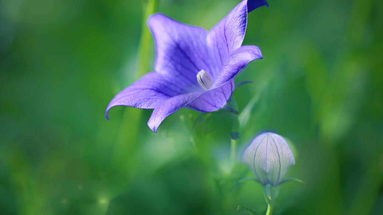 Сиреневый цветок колокольчика с бутоном на поле