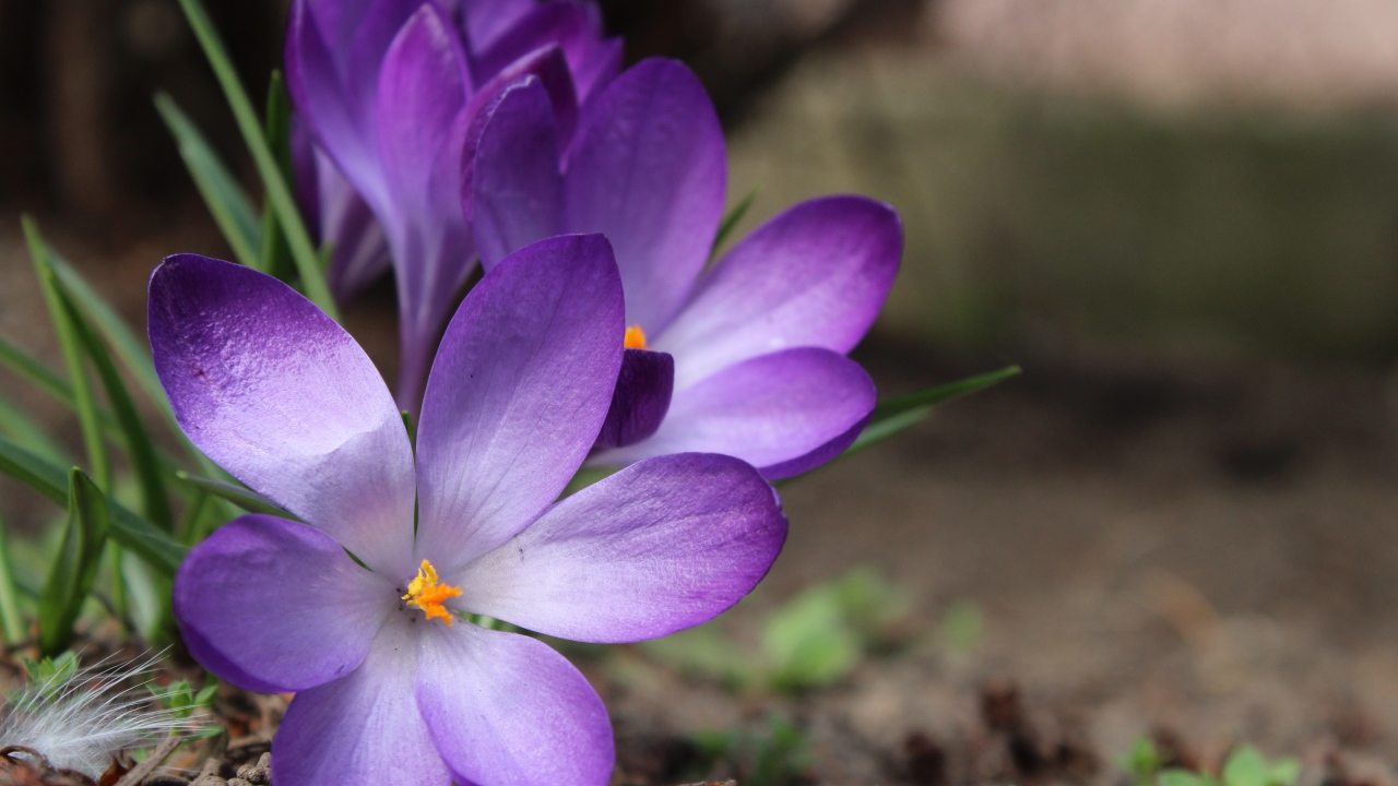 Сиреневые цветы крокуса на земле весной